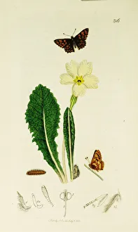 Primula Gallery: Curtis British Entomology Plate 316