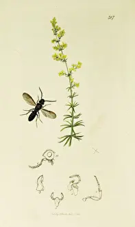 Verum Prints: Curtis British Entomology Plate 317