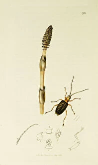 Curtis British Entomology Plate 318