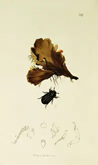 Curtis British Entomology Plate 319