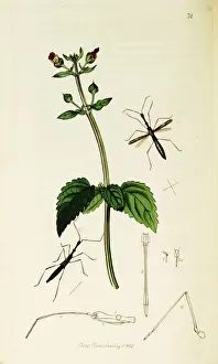 Hemiptera Prints: Curtis British Entomology Plate 32
