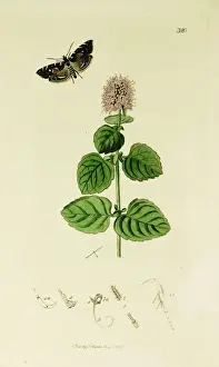 Mint Prints: Curtis British Entomology Plate 320