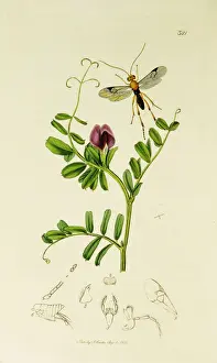 Sativa Prints: Curtis British Entomology Plate 321