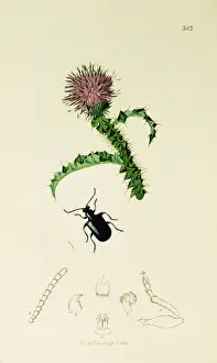 Curtis British Entomology Plate 323