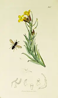 Curtis British Entomology Plate 325