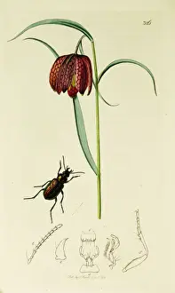 Fritillary Prints: Curtis British Entomology Plate 326