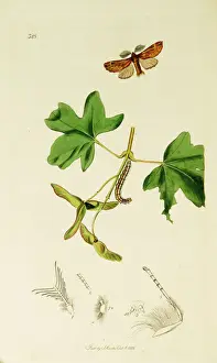Acer Prints: Curtis British Entomology Plate 328