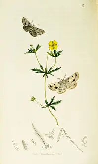 Curtis British Entomology Plate 33