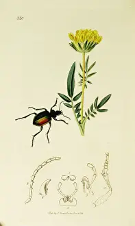 Splendid Prints: Curtis British Entomology Plate 330