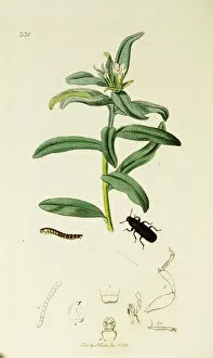 Curtis British Entomology Plate 331
