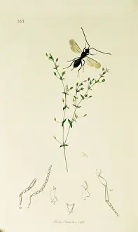 Curtis British Entomology Plate 333
