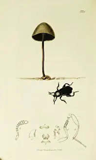 Curtis British Entomology Plate 334