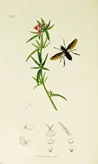 Antirrhinum Prints: Curtis British Entomology Plate 337