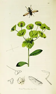 Hover Fly Collection: Curtis British Entomology Plate 34
