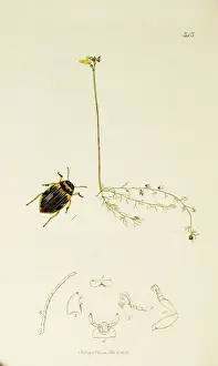Less Prints: Curtis British Entomology Plate 343