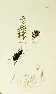 Arctica Gallery: Curtis British Entomology Plate 346