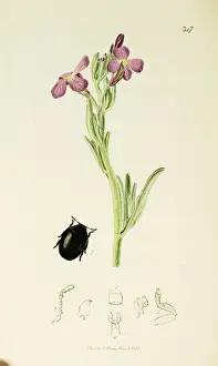 Concolor Prints: Curtis British Entomology Plate 347