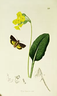 Primula Gallery: Curtis British Entomology Plate 348