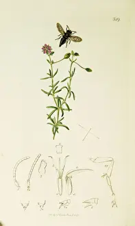 Curtis British Entomology Plate 349