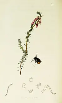 Identity Prints: Curtis British Entomology Plate 35