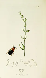 Silene Collection: Curtis British Entomology Plate 350