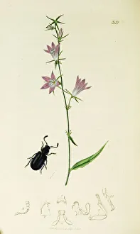 Violacea Collection: Curtis British Entomology Plate 351
