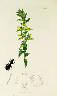 Curtis British Entomology Plate 354