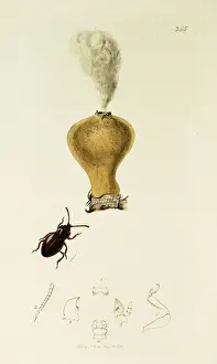 Curtis British Entomology Plate 355