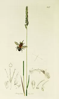 Curtis British Entomology Plate 357