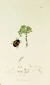 Curtis British Entomology Plate 358