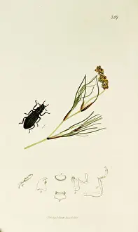 Elongated Prints: Curtis British Entomology Plate 359