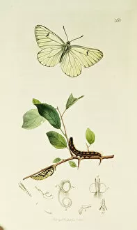 Aporia Gallery: Curtis British Entomology Plate 360