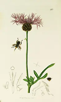 Centaurea Prints: Curtis British Entomology Plate 361