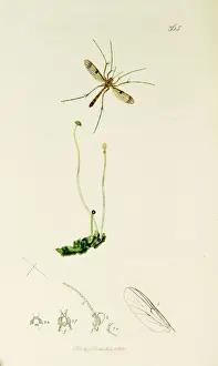 Curtis British Entomology Plate 365