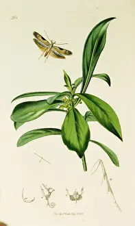 Daphne Prints: Curtis British Entomology Plate 368