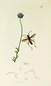 Bellied Prints: Curtis British Entomology Plate 369