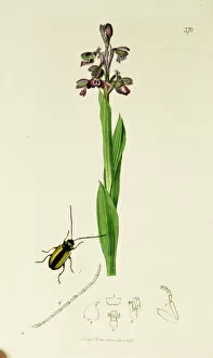 Orchis Gallery: Curtis British Entomology Plate 370