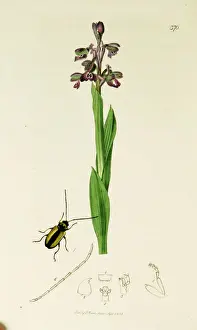 Orchis Prints: Curtis British Entomology Plate 370