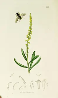 Curtis British Entomology Plate 373