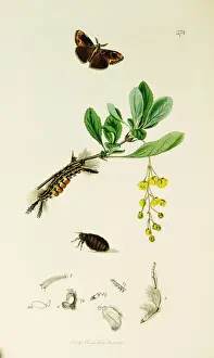 Scarce Prints: Curtis British Entomology Plate 378