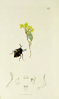 Acre Gallery: Curtis British Entomology Plate 379