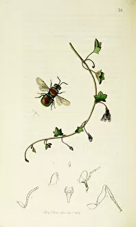 Antirrhinum Gallery: Curtis British Entomology Plate 38
