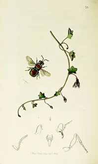 Muralis Prints: Curtis British Entomology Plate 38