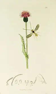 Curtis British Entomology Plate 380