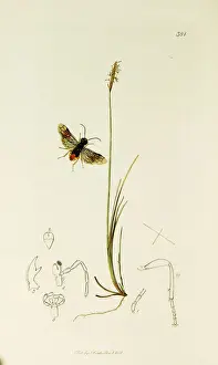 Fasciata Prints: Curtis British Entomology Plate 381