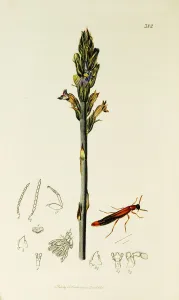 Purpurea Prints: Curtis British Entomology Plate 382