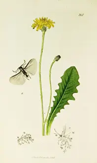 Curtis British Entomology Plate 385