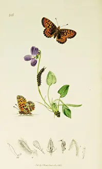Curtis British Entomology Plate 386