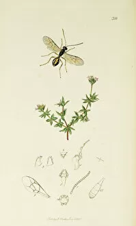 Curtis British Entomology Plate 388
