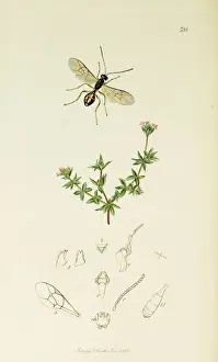 Madder Prints: Curtis British Entomology Plate 388
